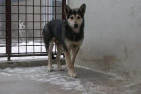 Nefronek, male Mixed Breed for adoption at KTOZ - Krakowskie Towarzystwo Opieki nad Zwierzętami, Kraków