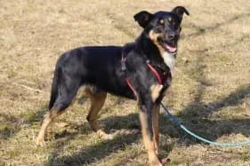 Samum, male Mixed Breed for adoption at KTOZ - Krakowskie Towarzystwo Opieki nad Zwierzętami, Kraków