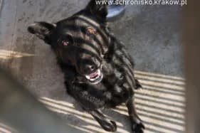 Walker, male Mixed Breed for adoption at KTOZ - Krakowskie Towarzystwo Opieki nad Zwierzętami, Kraków