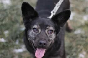 Pisanka, female Mixed Breed for adoption at KTOZ - Krakowskie Towarzystwo Opieki nad Zwierzętami, Kraków
