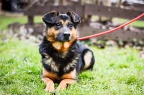 Kordek, male Mixed Breed for adoption at KTOZ - Krakowskie Towarzystwo Opieki nad Zwierzętami, Kraków