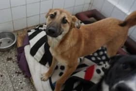 Bakalia, female Mixed Breed for adoption at KTOZ - Krakowskie Towarzystwo Opieki nad Zwierzętami, Kraków