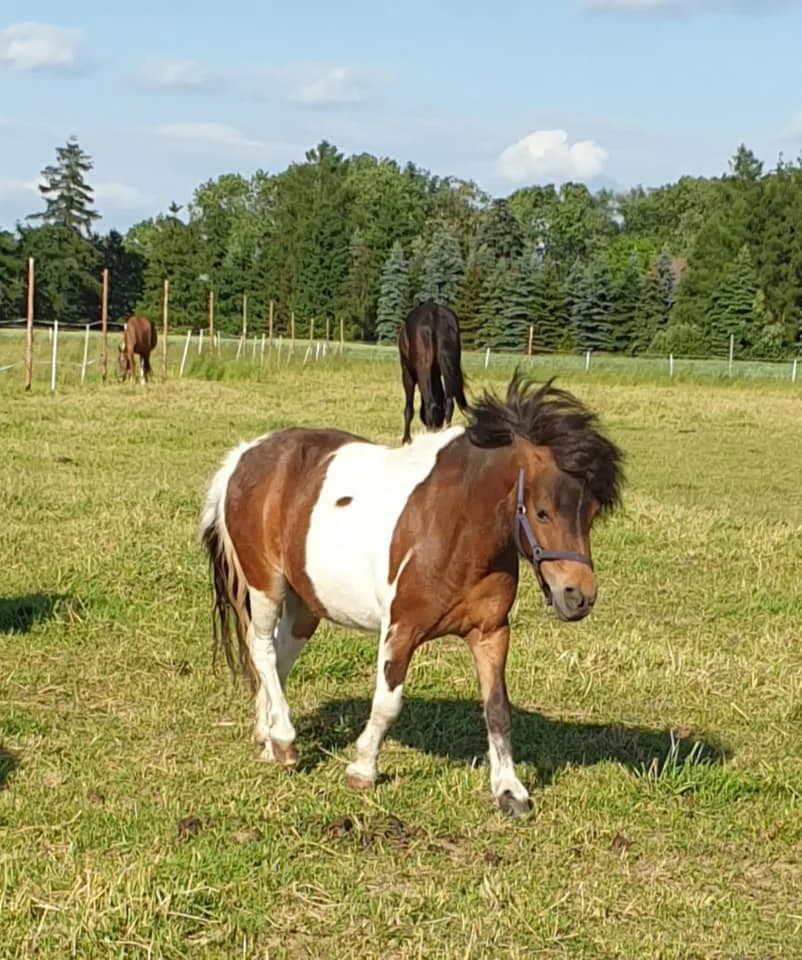 Calineczka, female Mixed Breed for adoption at KTOZ - Krakowskie Towarzystwo Opieki nad Zwierzętami, Kraków
