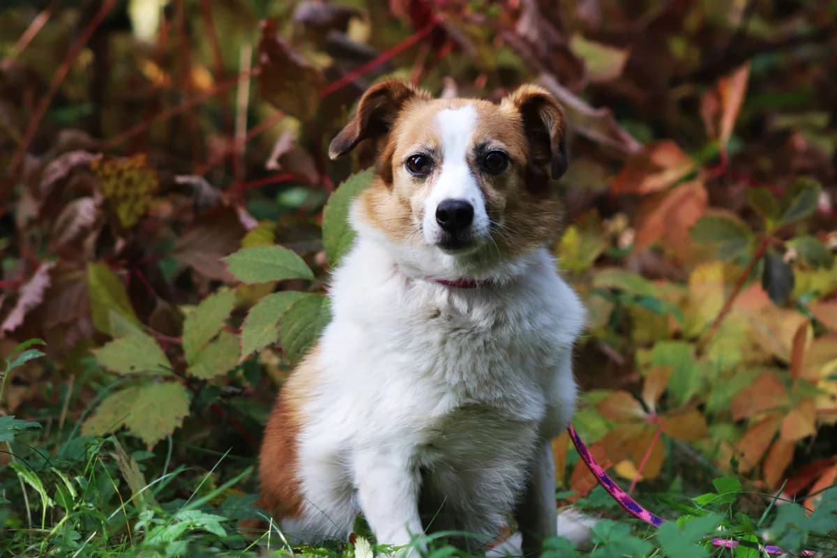Malta, female senior Mixed Breed for adoption at KTOZ - Krakowskie Towarzystwo Opieki nad Zwierzętami, Kraków