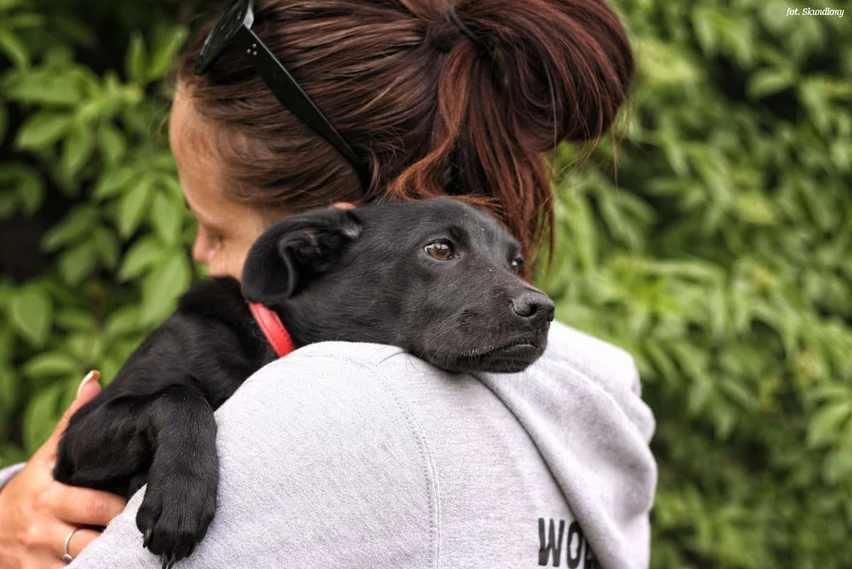 Wirusek, puppy Mixed Breed for adoption at KTOZ - Krakowskie Towarzystwo Opieki nad Zwierzętami, Kraków