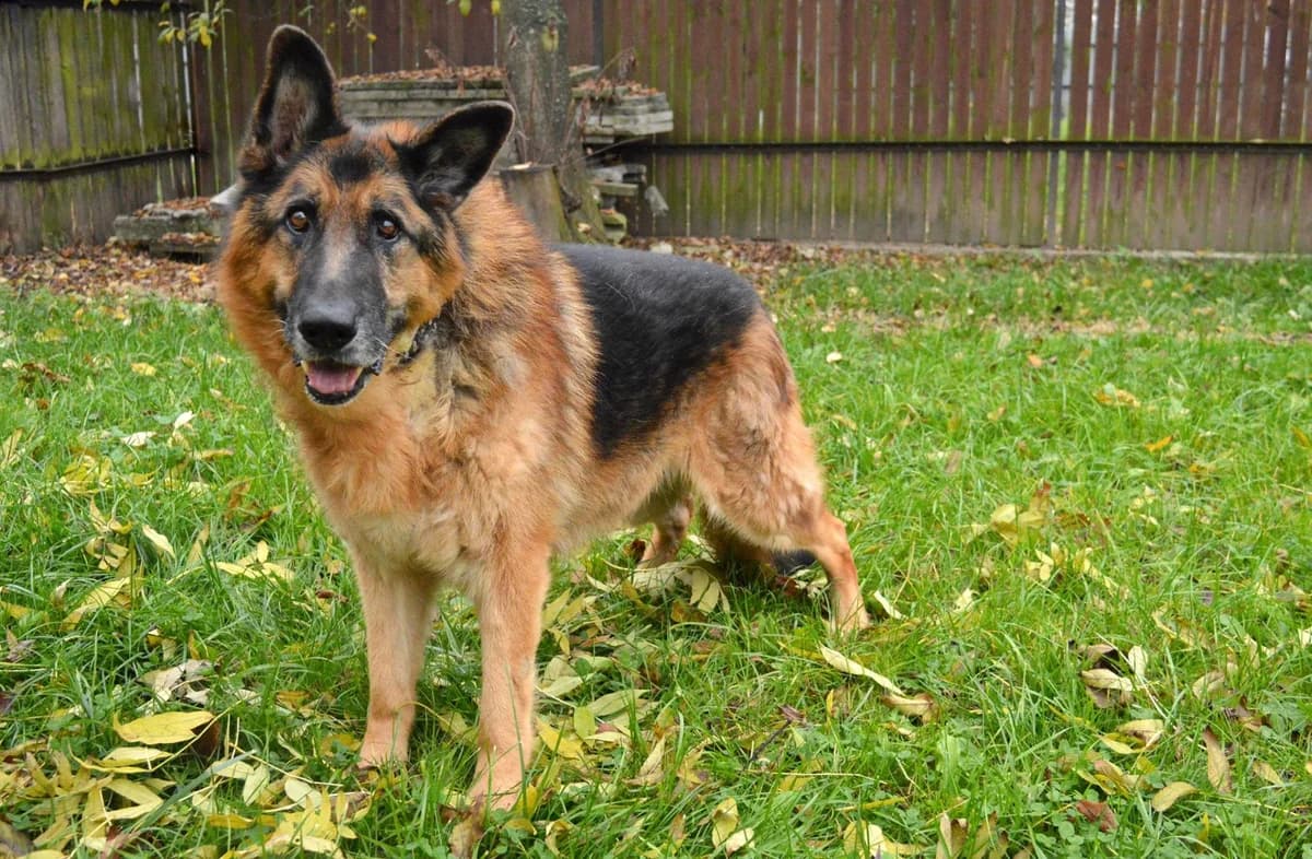 Alex, senior Mixed Breed for adoption at KTOZ - Krakowskie Towarzystwo Opieki nad Zwierzętami, Kraków