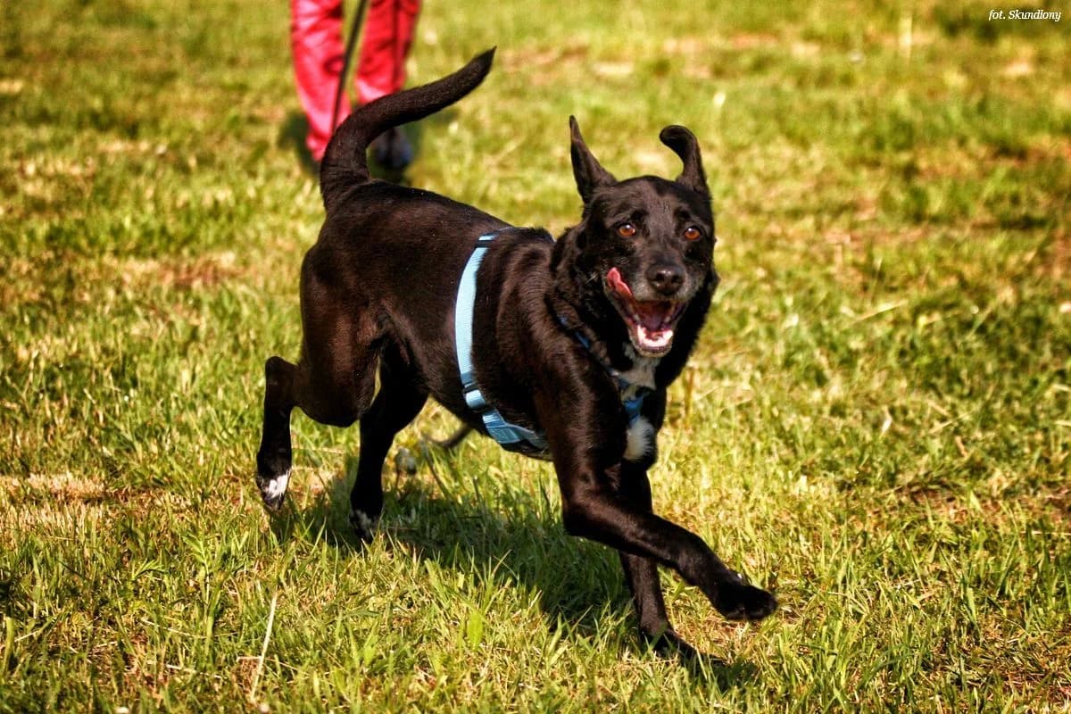 GORAN, male senior Mixed Breed for adoption at KTOZ - Krakowskie Towarzystwo Opieki nad Zwierzętami, Kraków