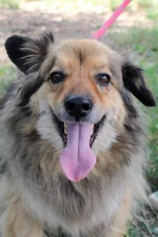 Hektor, female senior Mixed Breed for adoption at KTOZ - Krakowskie Towarzystwo Opieki nad Zwierzętami, Kraków
