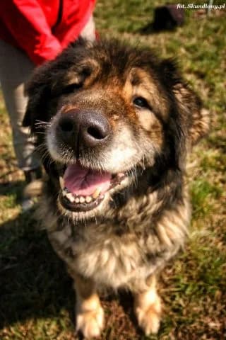 Diana, male 7yo Mixed Breed for adoption at KTOZ - Krakowskie Towarzystwo Opieki nad Zwierzętami, Kraków