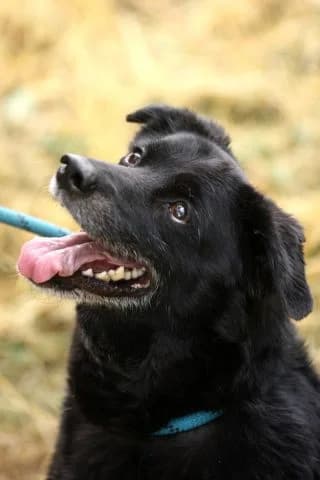Bonus, male Mixed Breed for adoption at KTOZ - Krakowskie Towarzystwo Opieki nad Zwierzętami, Kraków