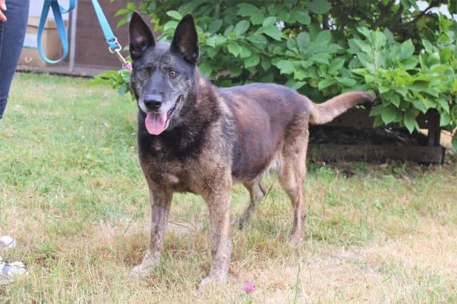 Dasza, female senior Mixed Breed for adoption at KTOZ - Krakowskie Towarzystwo Opieki nad Zwierzętami, Kraków