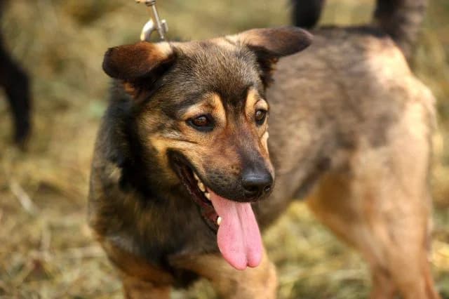 Misio, male senior Mixed Breed for adoption at KTOZ - Krakowskie Towarzystwo Opieki nad Zwierzętami, Kraków