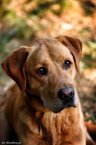 Fero, male 7yo Mixed Breed for adoption at KTOZ - Krakowskie Towarzystwo Opieki nad Zwierzętami, Kraków