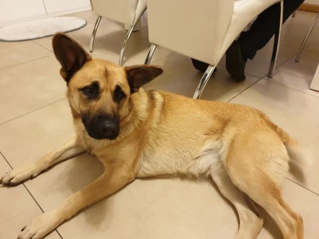 Sunia, female 7yo Mixed Breed for adoption at KTOZ - Krakowskie Towarzystwo Opieki nad Zwierzętami, Kraków