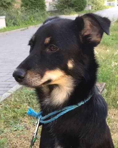 Sunia, female Mixed Breed for adoption at KTOZ - Krakowskie Towarzystwo Opieki nad Zwierzętami, Kraków