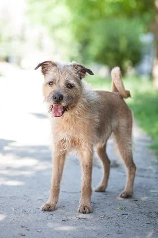 Dżeki, male senior Mixed Breed for adoption at KTOZ - Krakowskie Towarzystwo Opieki nad Zwierzętami, Kraków