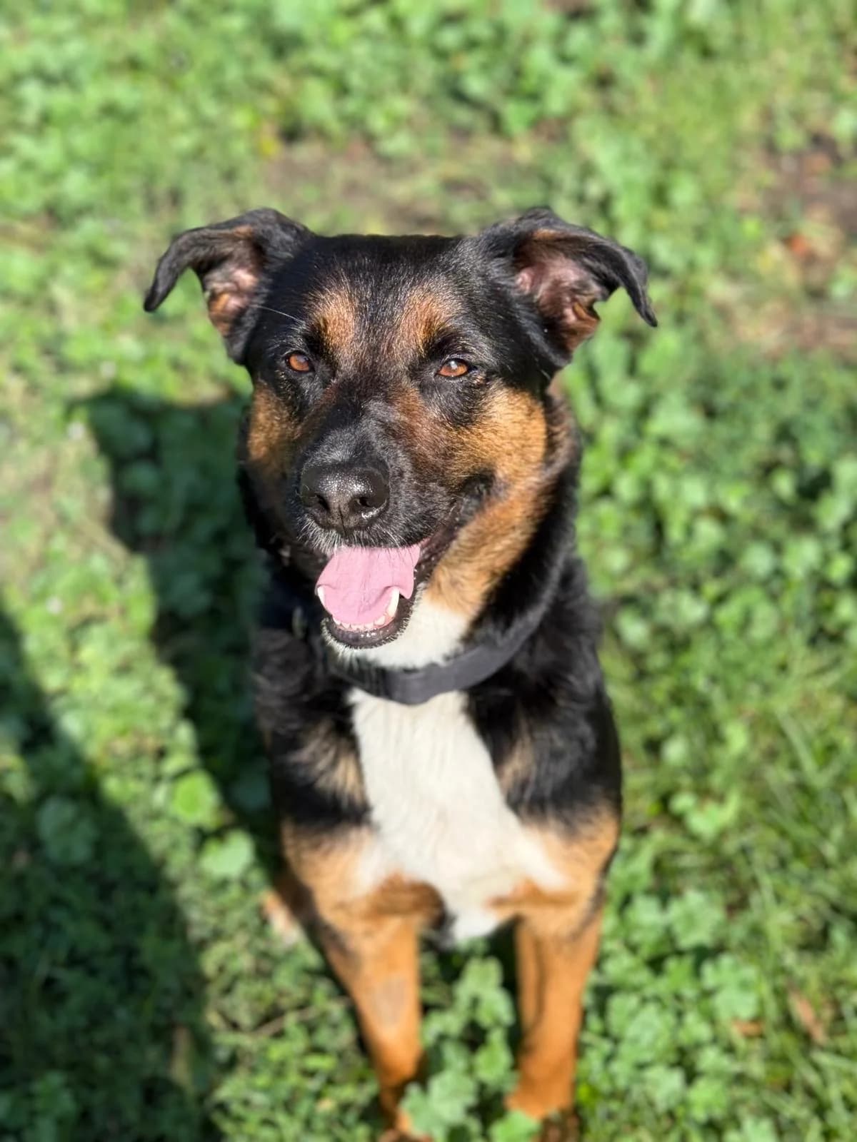 Abi, female 7yo Mixed Breed for adoption at KTOZ - Krakowskie Towarzystwo Opieki nad Zwierzętami, Kraków