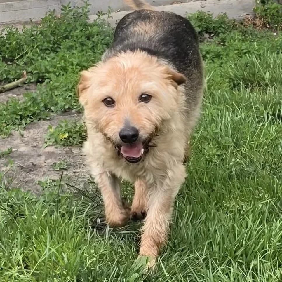 Mieczyk, male Mixed Breed for adoption at KTOZ - Krakowskie Towarzystwo Opieki nad Zwierzętami, Kraków