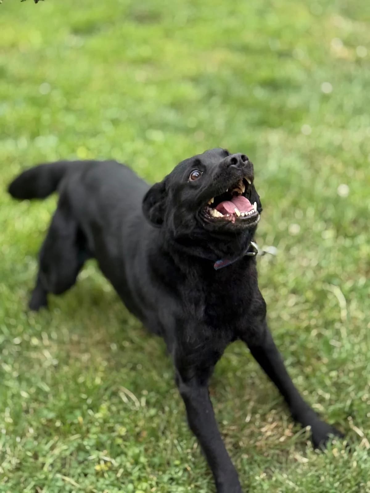 Kapitan Morgan, male Mixed Breed for adoption at KTOZ - Krakowskie Towarzystwo Opieki nad Zwierzętami, Kraków
