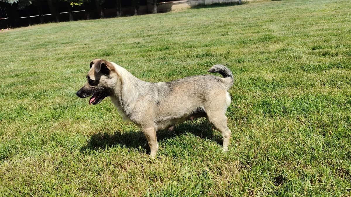 Saba, female Mixed Breed for adoption at KTOZ - Krakowskie Towarzystwo Opieki nad Zwierzętami, Kraków