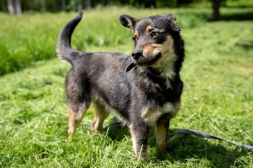 Alutka, female Mixed Breed for adoption at Schronisko dla Zwierząt RSOZ w Rzeszowie, Rzeszów