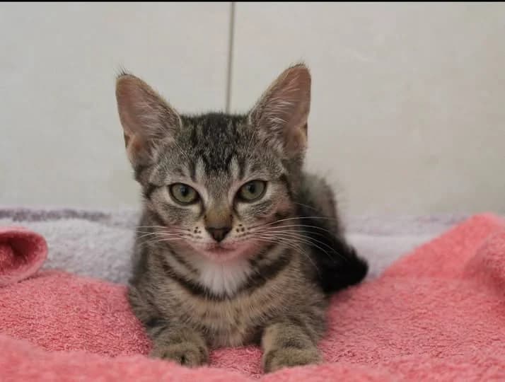 Apolonia, Mixed Breed for adoption at Schronisko dla Zwierząt RSOZ w Rzeszowie, Rzeszów