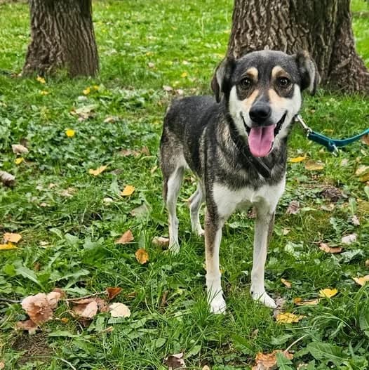 Desi, 5yo Mixed Breed for adoption at Schronisko dla Zwierząt RSOZ w Rzeszowie, Rzeszów