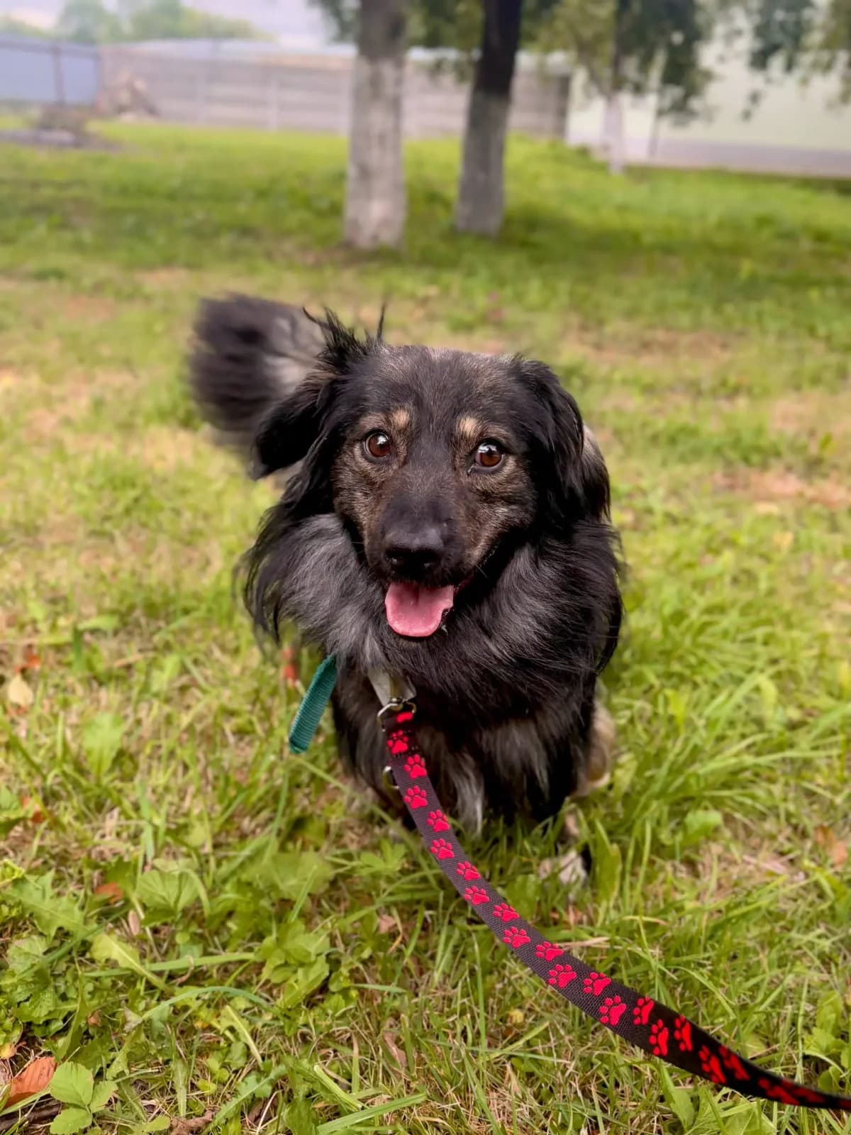 Gofer, 6yo Mixed Breed for adoption at Schronisko dla Zwierząt RSOZ w Rzeszowie, Rzeszów