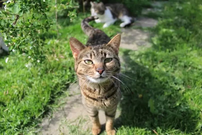 Iga, female Mixed Breed for adoption at Schronisko dla Zwierząt RSOZ w Rzeszowie, Rzeszów
