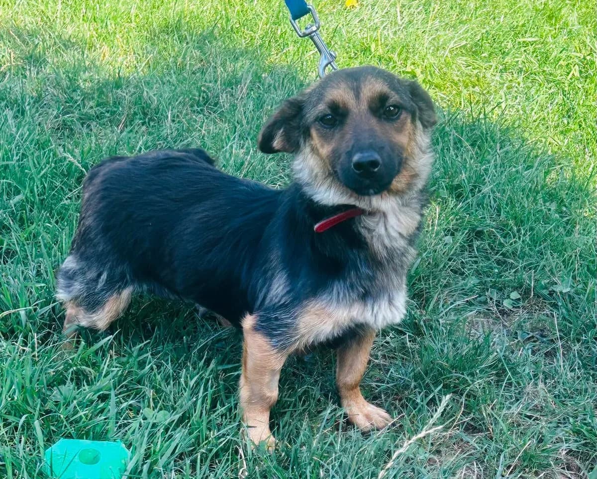 Jane, female Mixed Breed for adoption at Schronisko dla Zwierząt RSOZ w Rzeszowie, Rzeszów