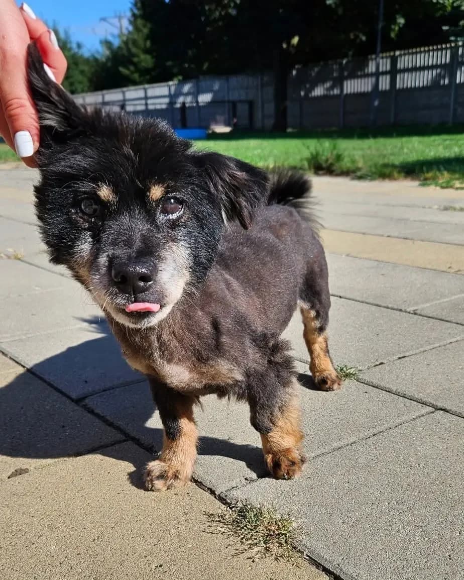 Kleks, male senior Mixed Breed for adoption at Schronisko dla Zwierząt RSOZ w Rzeszowie, Rzeszów