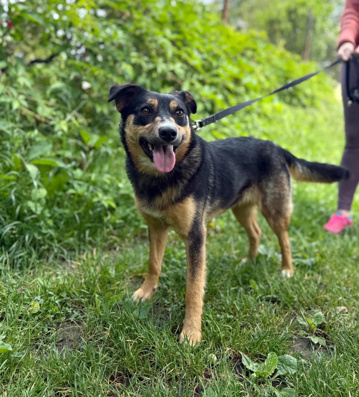 Nela, young Mixed Breed for adoption at Schronisko dla Zwierząt RSOZ w Rzeszowie, Rzeszów