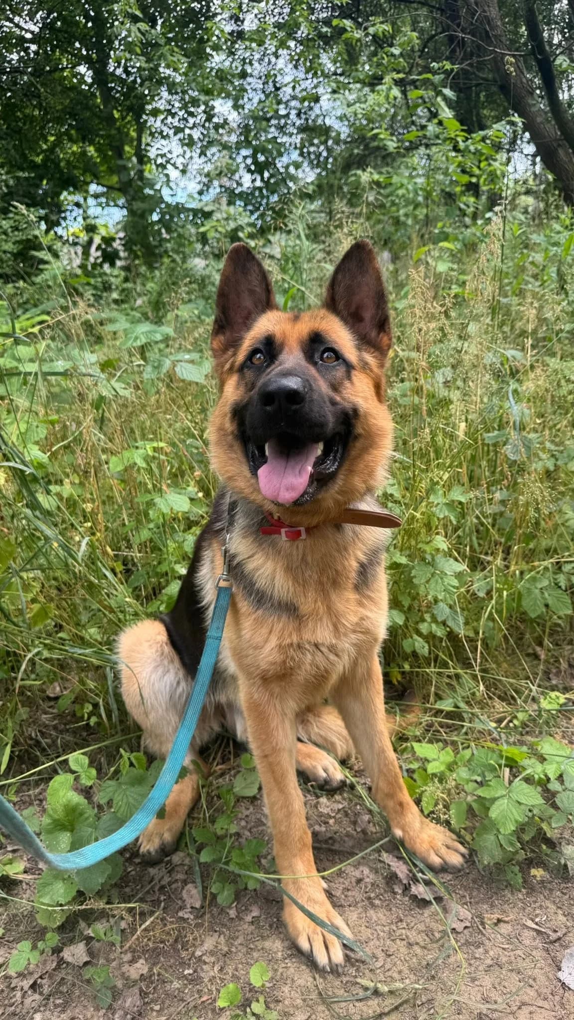 Neptun, male 3yo Mixed Breed for adoption at Schronisko dla Zwierząt RSOZ w Rzeszowie, Rzeszów