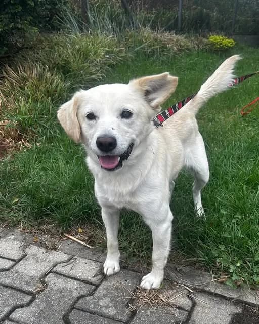 Sezam, male Mixed Breed for adoption at Schronisko dla Zwierząt RSOZ w Rzeszowie, Rzeszów