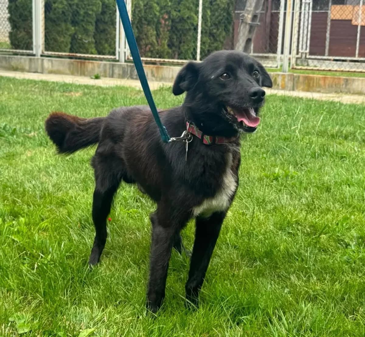 Szaman, male 3yo Mixed Breed for adoption at Schronisko dla Zwierząt RSOZ w Rzeszowie, Rzeszów