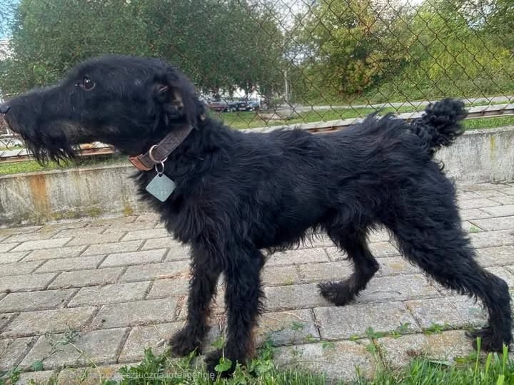 Szejk, 6yo Mixed Breed for adoption at Schronisko dla Zwierząt RSOZ w Rzeszowie, Rzeszów