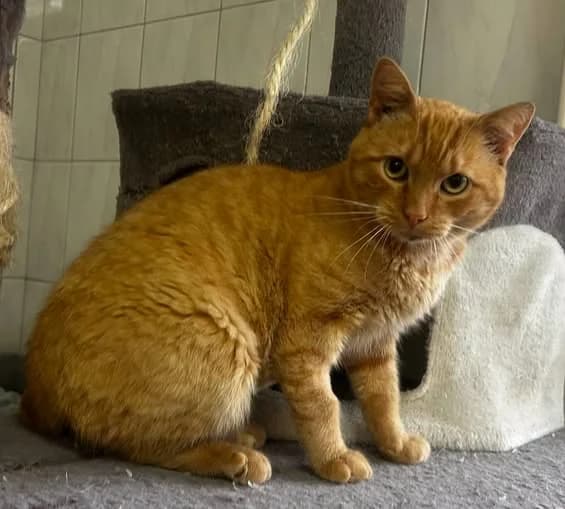 Tiger, young Mixed Breed for adoption at Schronisko dla Zwierząt RSOZ w Rzeszowie, Rzeszów