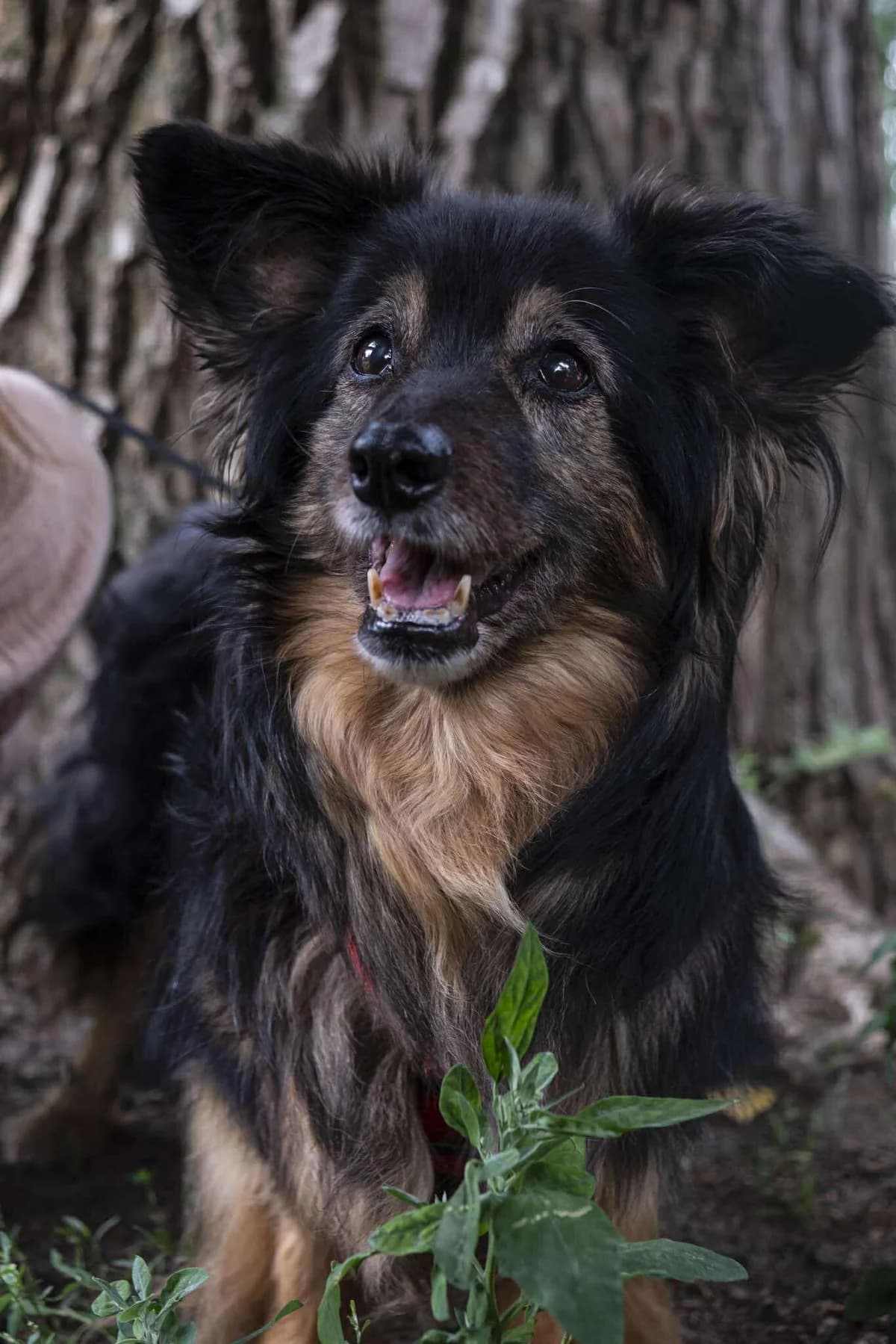 Harry, male senior Mixed Breed for adoption at La Fauna / Zwierzęta Interwencje