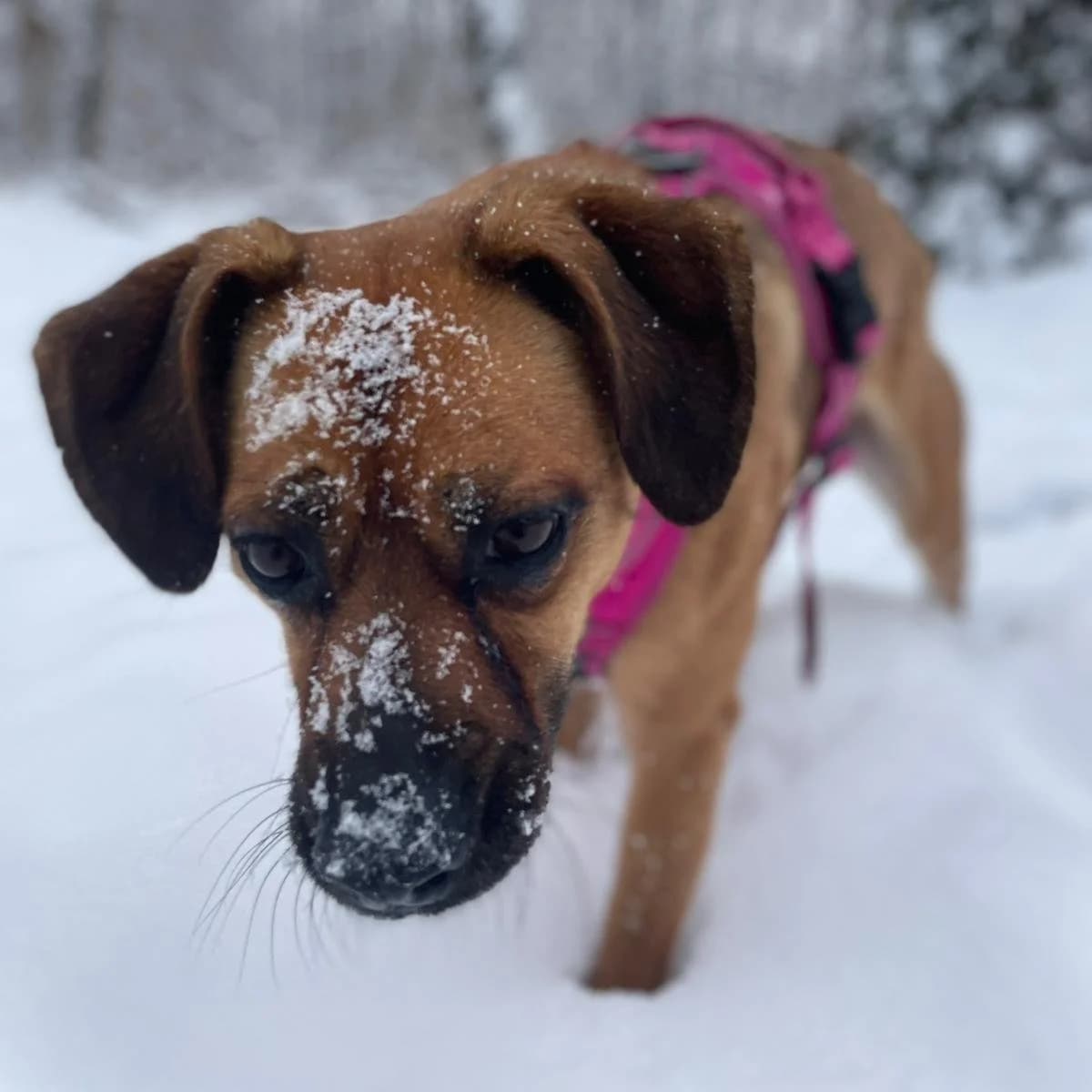 Cynamonka, female 6yo Mixed Breed for adoption at La Fauna / Zwierzęta Interwencje