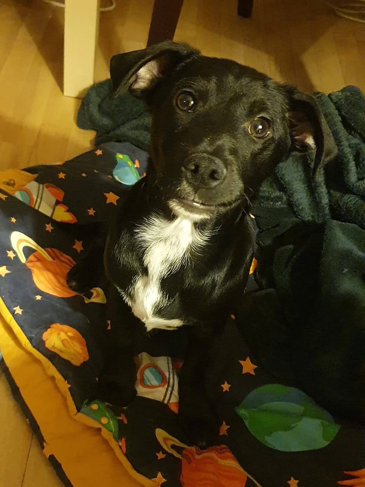 Onyks, male puppy Mixed Breed for adoption at La Fauna / Zwierzęta Interwencje