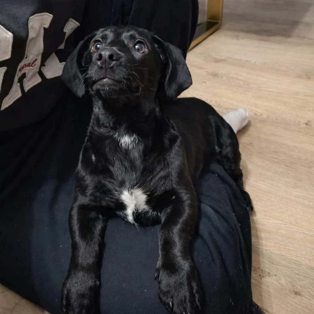Feniks, male Mixed Breed for adoption at La Fauna / Zwierzęta Interwencje