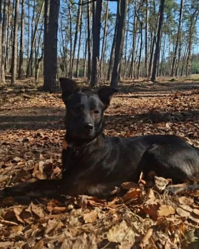 Happy, male Mixed Breed for adoption at La Fauna / Zwierzęta Interwencje