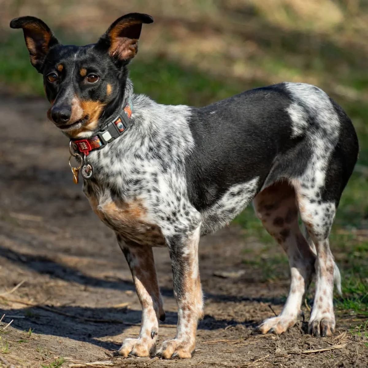 Ima, female Mixed Breed for adoption at La Fauna / Zwierzęta Interwencje