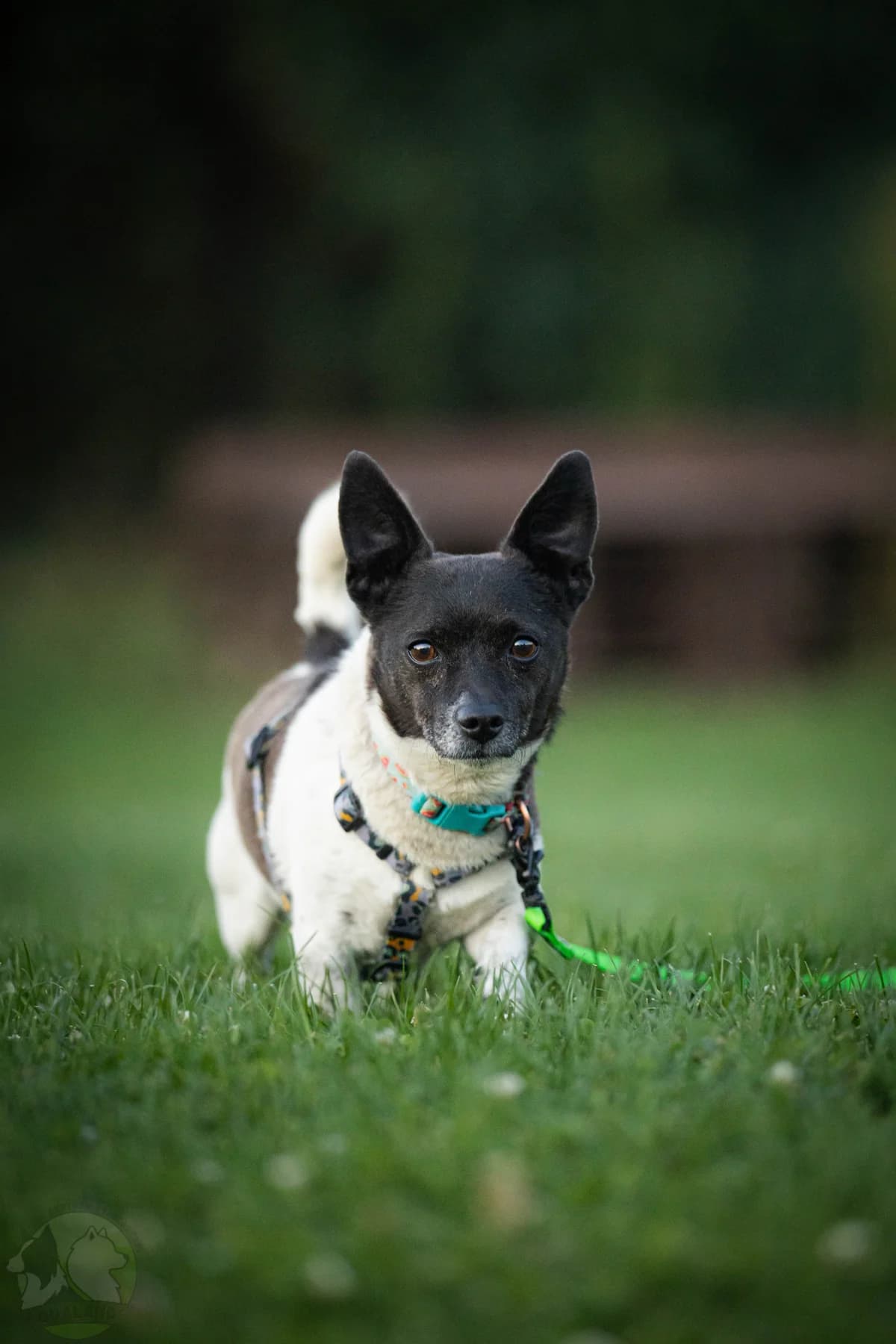 Pogo, female 5yo Mixed Breed for adoption at La Fauna / Zwierzęta Interwencje