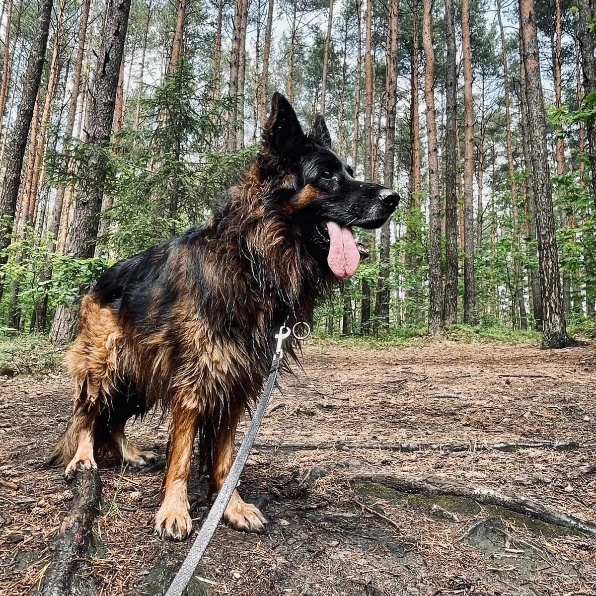 Breg, male senior Mixed Breed for adoption at La Fauna / Zwierzęta Interwencje
