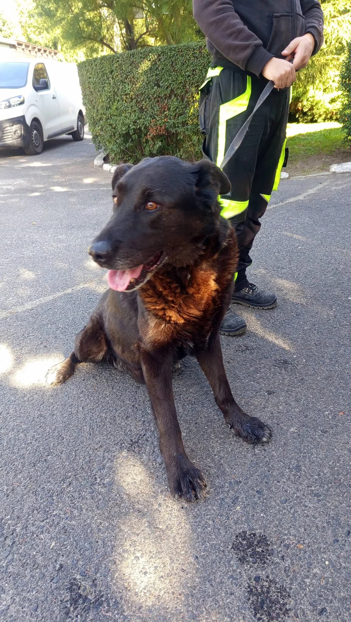 AWOKADO, male senior mixed breed for adoption at Schronisko dla Zwierząt w Legnicy (LPGK)