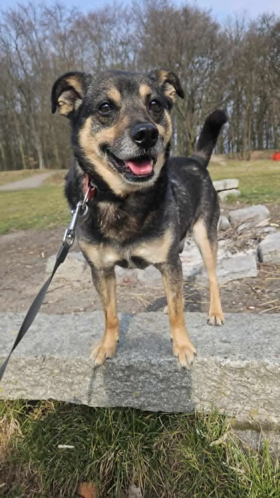BENIO, male senior mixed breed for adoption at Schronisko dla Zwierząt w Legnicy (LPGK)