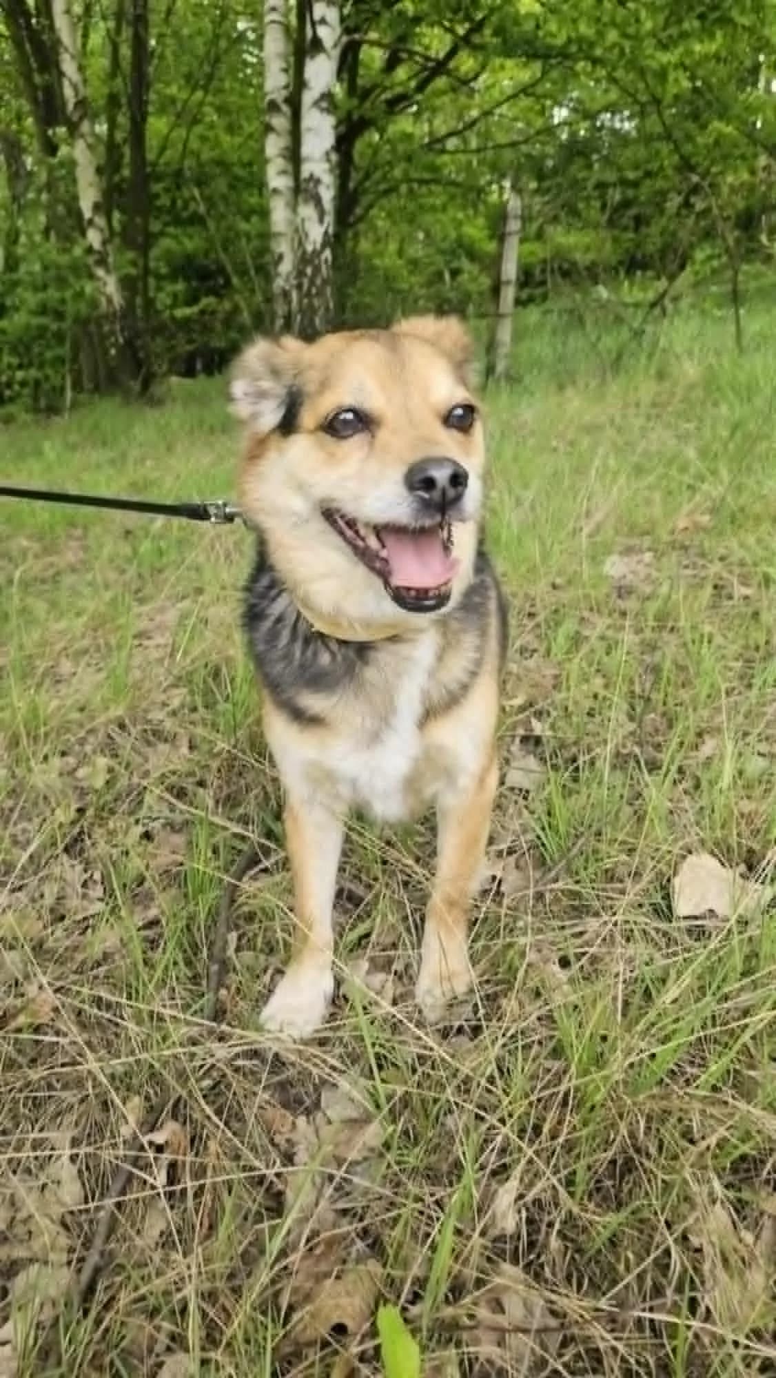 DŻEKI, male senior mixed breed for adoption at Schronisko dla Zwierząt w Legnicy (LPGK)