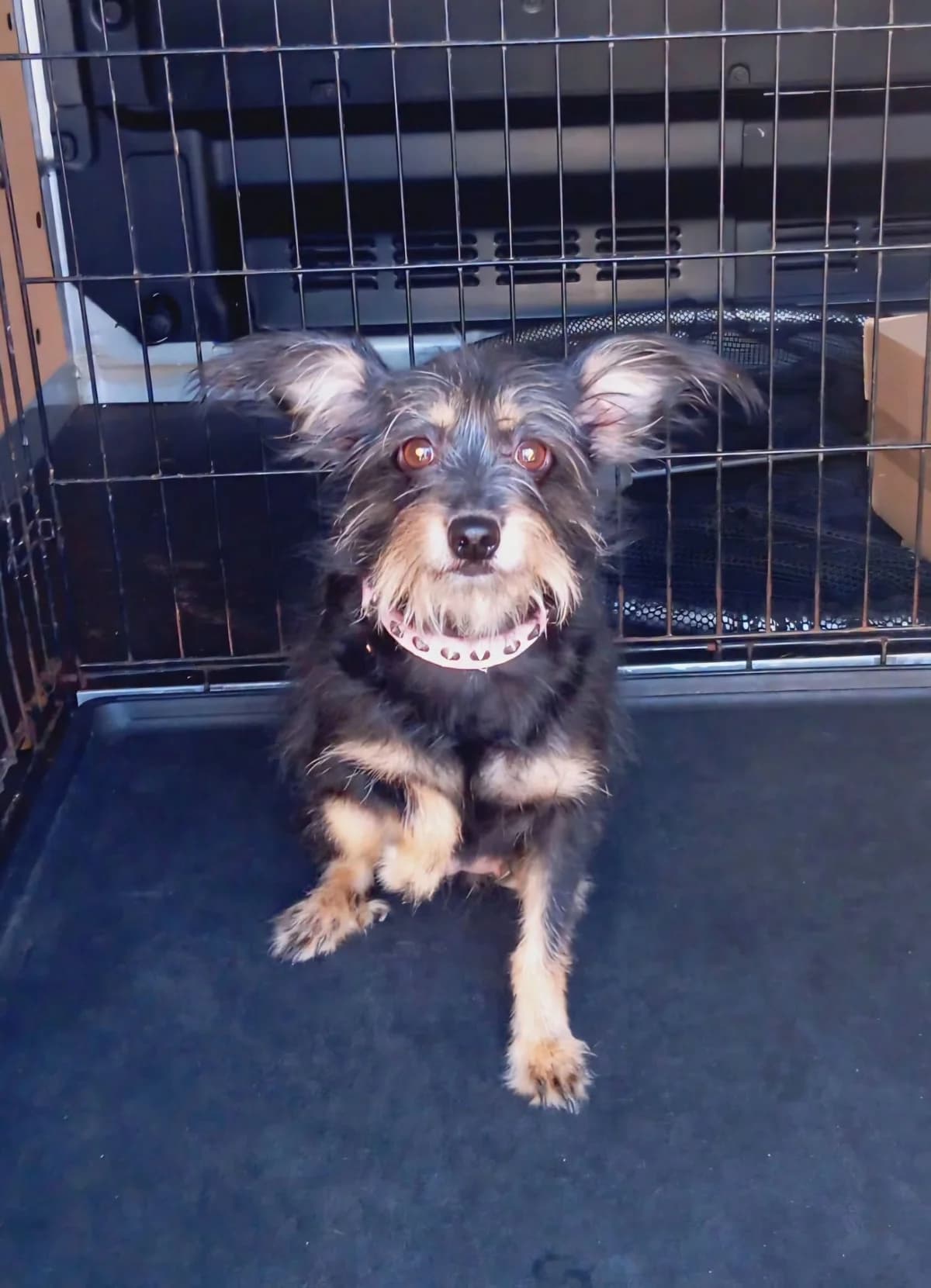 GRAŻYNKA, female 4yo mixed breed for adoption at Schronisko dla Zwierząt w Legnicy (LPGK)