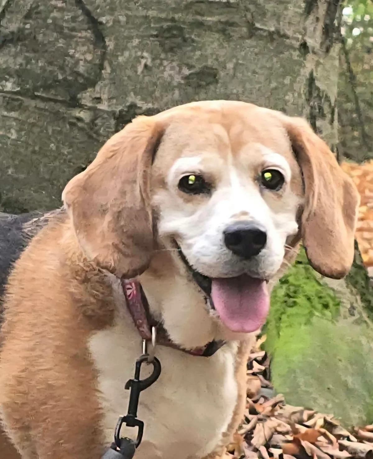 JULIA, female senior Beagle for adoption at Schronisko dla Zwierząt w Legnicy (LPGK)